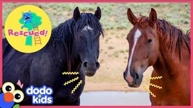 Video Hero Rescues Wild Horse Family Who Were Separated For So Long | Animal Videos for Kids | Dodo Kids in English