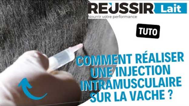 Видео [TUTO] Comment réaliser une injection intramusculaire sur la vache ? на русском