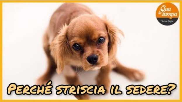 Видео Perchè il cane striscia il sedere per terra? | Qua la Zampa на русском