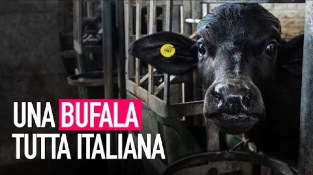 Video Una bufala tutta italiana: la verità dietro la mozzarella di bufala! po polsku