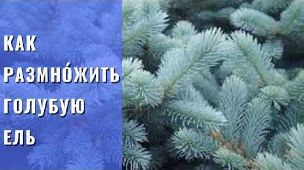 Video РАЗМНОЖЕНИЕ ГОЛУБОЙ ЕЛИ.  Самый простой, но эффективный способ размножение голубой ели черенками . en español