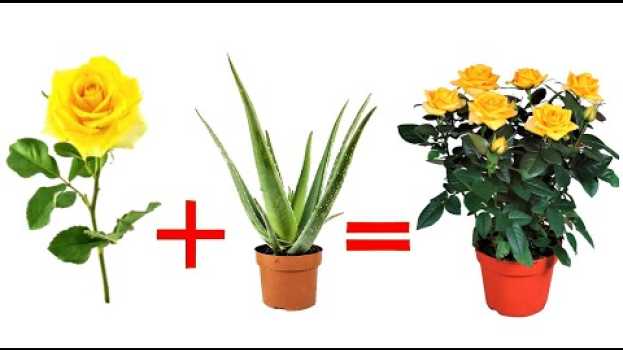 Video unisci una rosa ad una foglia di aloe ed  il risultato ti sorprenderà po polsku