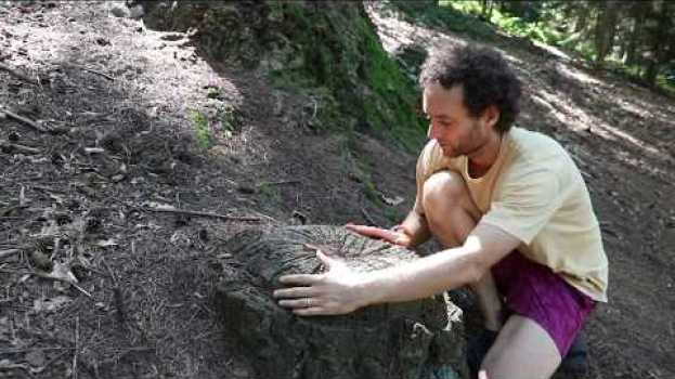 Video PERCHE' GLI ALBERI CADONO documentario mistero svelato auf Deutsch