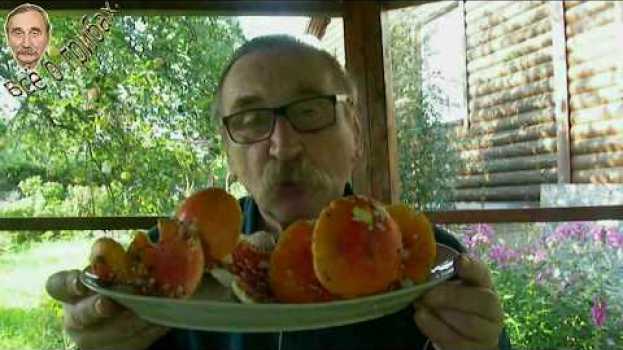 Video Красный мухомор(Amanita muscaria) и его применение. en español