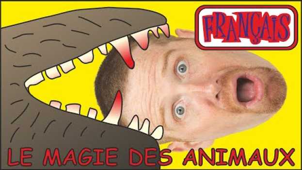 Video Magie des Animaux | Histoires en Français pour les Enfants | Français avec Steve and Maggie Français po polsku