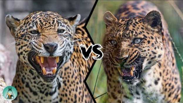 Video JAGUAR VS LEOPARD - PART II - Who would win? su italiano