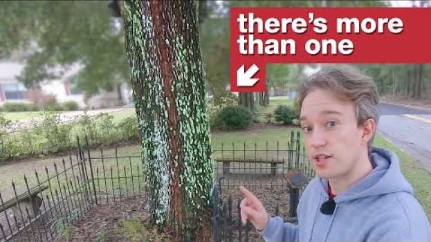 Видео The other tree that owns itself на русском