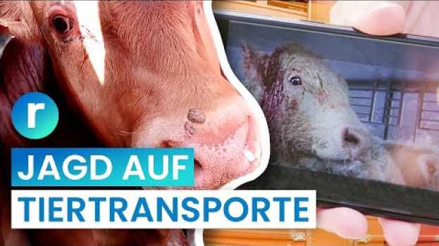 Video Tiertransporte: Kampf für mehr Tierschutz auf der Autobahn I reporter   türkçe