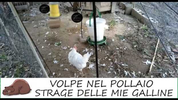 Video Attacco della volpe al mio pollaio. Una strage! auf Deutsch