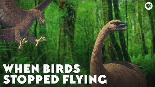Video When Birds Stopped Flying em português