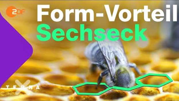 Video Darum sind Bienenwaben sechseckig | Terra X plus em português