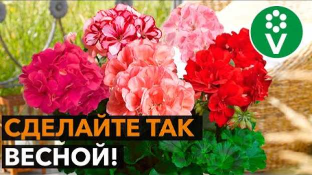 Video 2 приема для ЭФФЕКТНОГО ЦВЕТЕНИЯ пеларгонии! po polsku