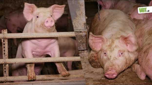 Video Wie lange wird das Tierleid auf #Vollspaltenboden noch ignoriert? in English