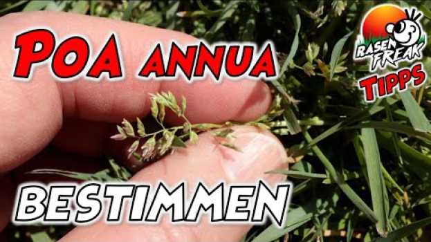 Video ERKENNST Du den FEIND? DREI einfache MERKMALE, an denen Du die Poa annua leicht erkennen kannst.   türkçe