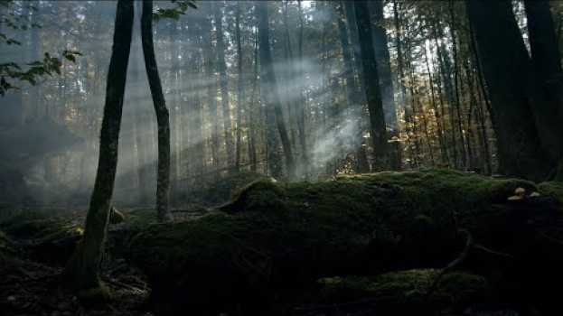 Видео Trailer: DER WILDE WALD - Natur Natur sein lassen на русском