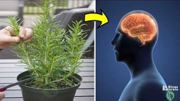 Video Esta Planta é Boa Para MEMÓRIA, e Ainda Protege Cérebro do Alzheimer e Depressão   türkçe