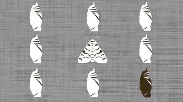 Video An Introduction to Charles Darwin’s On The Origin Of Species - A Macat Geography Analysis en français