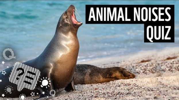 Video Quiz: Can you guess which animals are making these noises? | WWF em português
