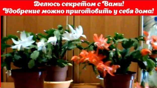 Video После этого удобрения мой декабрист пышно цветёт! Делюсь секретом!Удобрение можно приготовить дома! su italiano