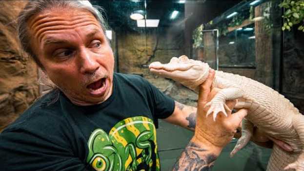 Video IS MY ALBINO ALLIGATOR (Salt) GETTING MEAN WITH THE REPTILE ZOO CLOSED?? | BRIAN BARCZYK em português