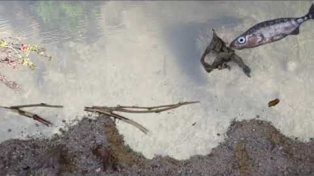 Video Dreistachliger Stichling - kreativer Alleskönner unter Wasser en français