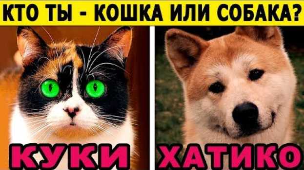 Video Тест! Кто Ты по Характеру КОШКА или СОБАКА? Невероятный тест онлайн! Пройди тест и узнаешь о себе! su italiano