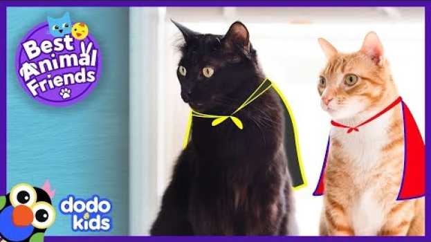 Видео Cole And Marmalade Are Secret Supercats | Animal Videos For Kids | Dodo Kids на русском