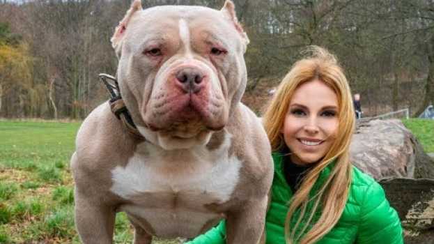 Video DANGEROUS OR GOOD PETS? THE AMERICAN BULLY DOG su italiano