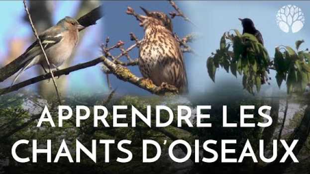 Video Apprendre le chant des oiseaux su italiano
