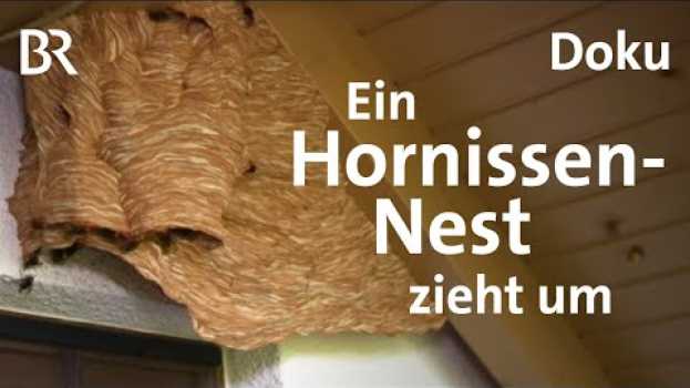 Video Hornissennest am Haus: So werden Hornissen umgesiedelt | Zwischen Spessart und Karwendel | BR en español