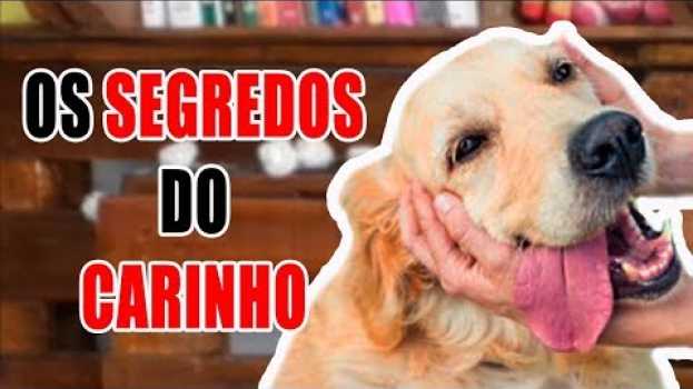 Video Como fazer seu cachorro te AMAR MAIS? + extra no final su italiano