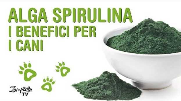Video Alga Spirulina - I benefici per noi e per i nostri cani   türkçe