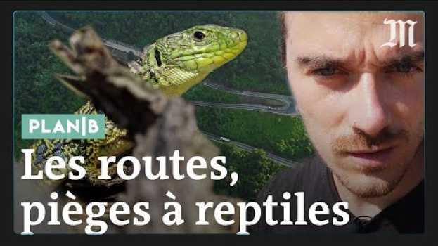Video Pourquoi les routes sont des pièges à reptiles #PlanB en español