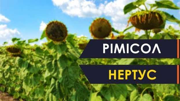 Video Римисол 🌻 засухоустойчивый подсолнечник Нертус под Евролайтинг🌻 ⭐⭐⭐⭐⭐ en español