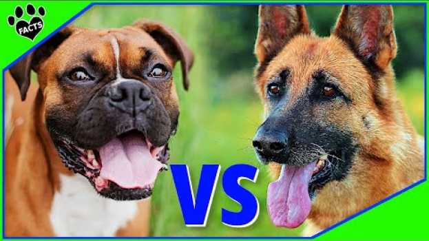 Video German Shepherd vs Boxer: Which Makes the Better Pet? auf Deutsch