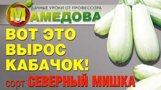 Video 🥒  ВОТ ЭТО ВЫРОС КАБАЧОК! Сорт Северный Мишка. em português