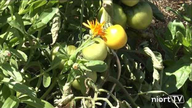 Video Jardiner au naturel #3- Les associations de plantes su italiano