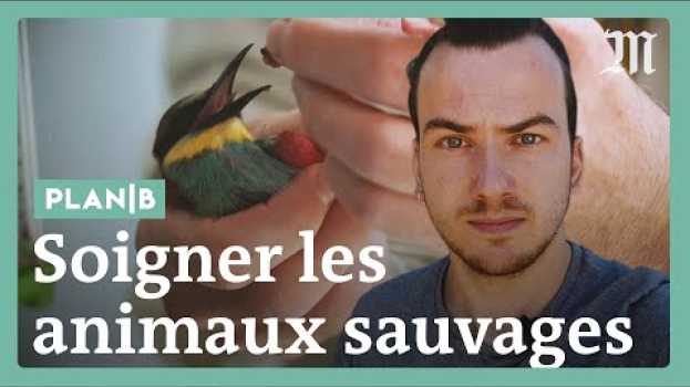 Video Sauver les animaux sauvages ? C'est la mission de cette clinique #PlanB su italiano