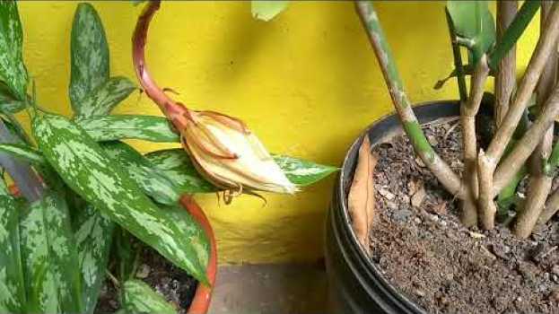 Video Vcs conhecem uma das plantas mais caras do mundo? Não então vem conhecer a minha🌹💚 em português