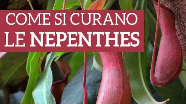 Video Nepenthes, come prendersi cura di una pianta carnivora em português