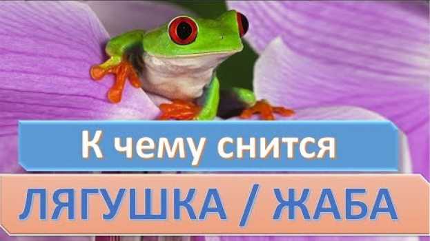 Video К чему снится ЛЯГУШКА (ЖАБА) | СОННИК su italiano