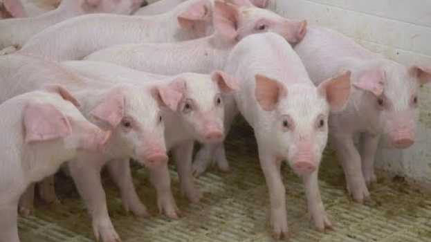 Video La semaine verte | Biosécurité et virus : peut-on tirer des leçons de l'industrie porcine? em português