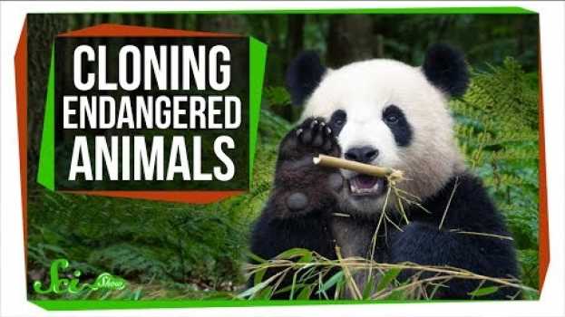 Видео Why Can’t We Clone Endangered Species to Save Them? на русском