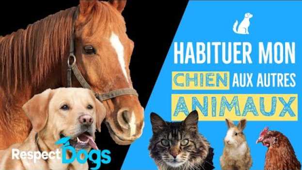 Video COMMENT HABITUER MON CHIEN AUX AUTRES ANIMAUX ?   türkçe