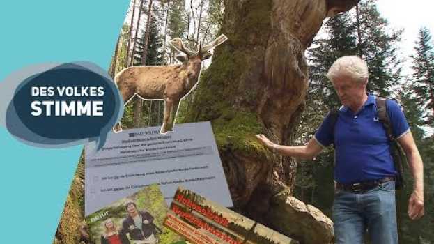 Video Des Volkes Stimme | Der Streit um den Nationalpark - die Bürgerbefragung im Nordschwarzwald su italiano