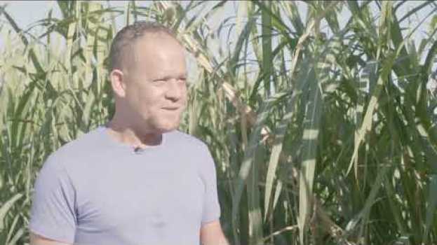 Video Des plantes pièges pour lutter contre le foreur des tiges de canne à la Réunion   türkçe
