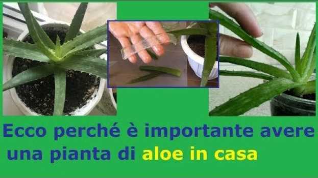 Видео Aloe vera. Ecco perché è importante avere questa pianta dai mille benefici in casa на русском
