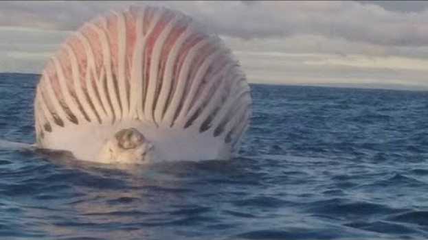 Видео Las 6 cosas MÁS EXTRAÑAS jamás descubiertas en el océano на русском