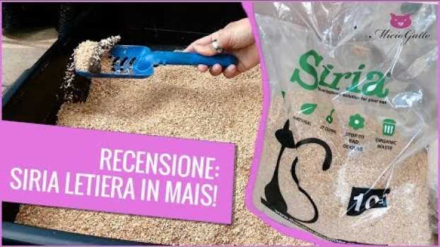 Video Lettiera vegetale agglomerante Siria: la mia recensione! en español