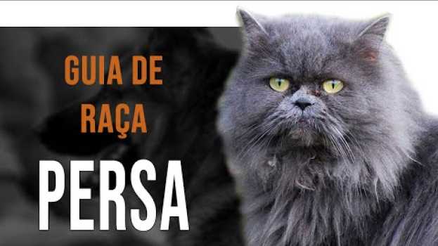 Video GATO PERSA - Tudo sobre a raça   türkçe